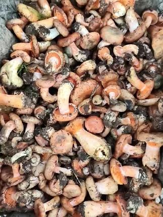 #野生菌 #大山里的味道 #大自然的馈赠