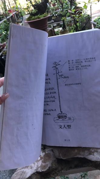 #金弹子 #金弹子盆景造型设计手绘图