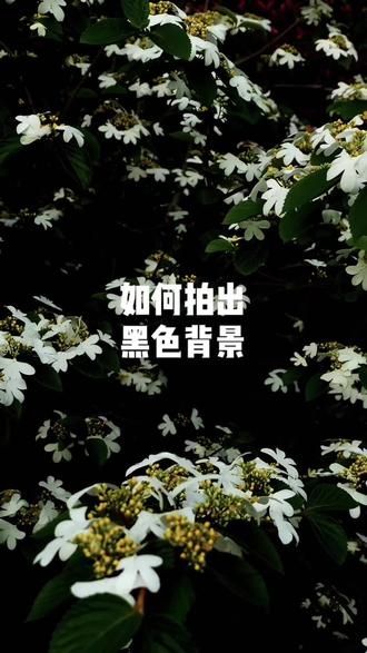 如何拍出黑色背景#手机摄影 #拍摄技巧 #黑背景#拍花#拍花技巧分享
