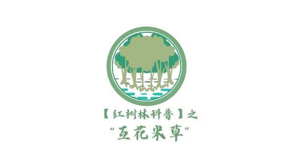 互花米草:打不死的“小强”就是我!#红树林 #红树林科普