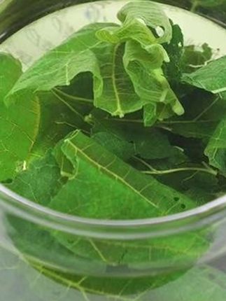 桑叶茶桑葚叶泡水茶散装优质干净清透大份量多重透亮#爱喝茶的关注我 #今天你喝茶了吗 #召唤茶友 #桑叶 #以茶会友