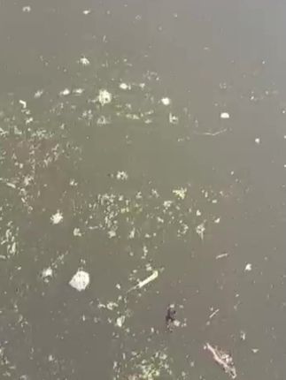 #水产养殖 #粪硫菌