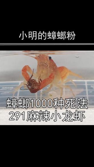 蟑螂遇到麻辣小龙虾