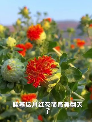 正宗四川川红花,泡水草红花正品无硫农产品#红花 #优质农产品 #川红花 #大自然的馈赠