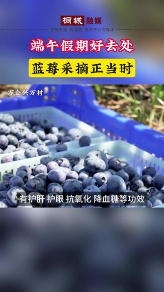 盛夏的果实:蓝莓熟了!桐城这里的蓝莓,快来采摘呀!#嬉子湖 #万企兴万村