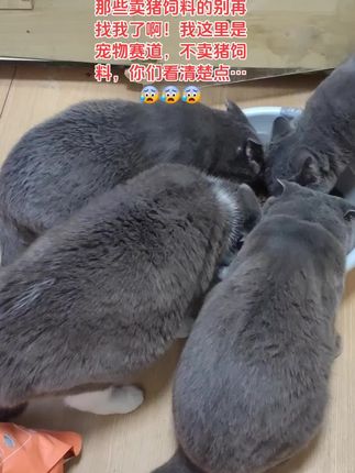 诛心了!今天已经八个卖猪饲料的找我了…😰😰😰#猫咪 #傻猫