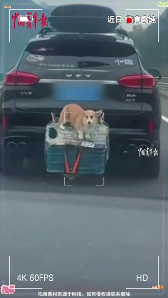 携宠出行,安全为先!宠物犬从行驶中的车辆外挂狗笼跳出,司机违规停车寻犬,交警对宠物主人进行了严厉批评教育。