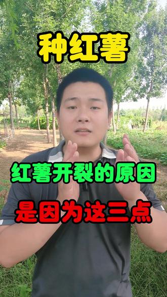 红薯开裂的三个原因#红薯种植 #种植小技巧 #传播农业小知识 #抖音助农 #新农人计划2023