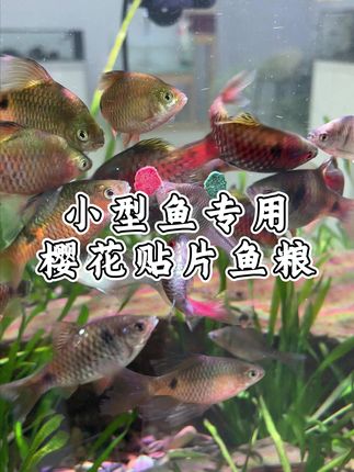 你们平时都是怎么喂鱼的 喂这种贴片鱼粮家里小鱼是不是总是吃不完还要用手抠#新手养鱼 #养鱼日记 #鱼粮