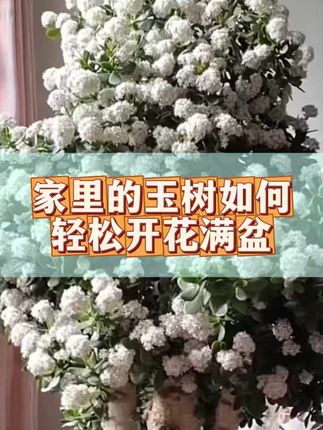#玉树 #花卉绿植 #三农 #养花小知识 #爱生活爱养花