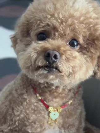 短剧看多了#家有萌宠泰迪 #狗是人类最忠诚的朋友请善待它