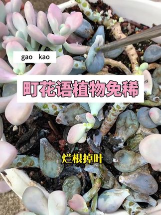 高温天气,多肉很容易黑斑炭疽,划水掉叶片,提前预防很重要,给每盆都喷一喷#爱生活爱养花 #花卉绿植 #多肉 #多肉养护 #病虫害防治