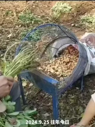 花生摘果机收获机脱粒机 家用小型花生摘果机收获机脱粒机手动花生摔果机甩果机摘花生机