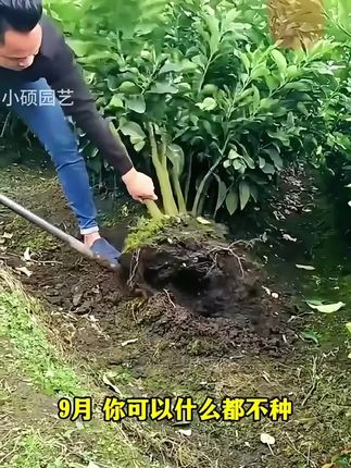 特大冰糖枣树苗 冬枣树苗 果子饱满,甜度高,适合小院种植,盆栽地栽都可以#家庭种植 #优质种苗 #枣树 #冬枣 #树苗