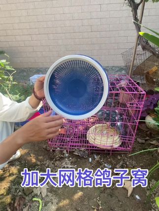 #窝 #鸽窝 #鸽子窝 #鸽子专用 #上热门🔥