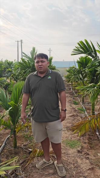 槟榔椰心叶甲,推荐大家使用力道#槟榔#槟榔椰心叶甲#诺普信植保#力道专攻