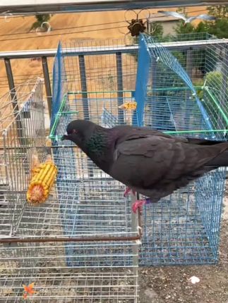 云落鸽笼家用自动旋转笼翻转笼翻板笼加粗鸽子笼养殖场专用#养鸽 #信鸽赛鸽 #养鸽子 #鸽子 #鸽子笼