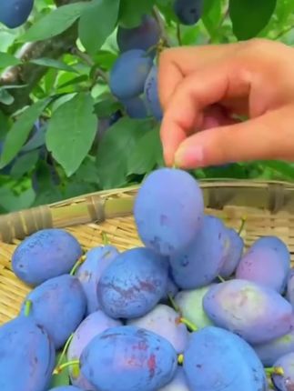 新鲜采摘西梅颗粒饱满,酸甜多汁可口#西梅