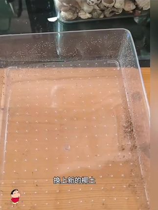 为了蜕皮卸掉三条腿?!蜕皮中的寄居蟹用什么垫材最好?快看过来~#垫材推荐 #垫材 #寄居蟹用品推荐 #寄居蟹用品 #寄居蟹垫材