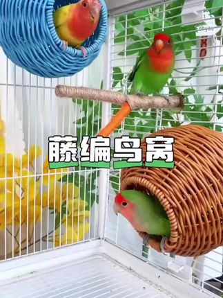 鹦鹉们的“空调房”也太舒服了吧!#宠物生活 #养鸟技巧 #鹦鹉鸟窝