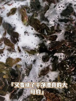 小黄车里就有#林蛙#雪哈#东北特产#三农