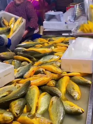 实打实现捕现发,4 斤!整整 4 斤!到手才 58.8 块!算下来一斤才 14 块多,超市冻货都比这贵!#海鲜美食 #家常菜 #新鲜黄花鱼 #海鲜
