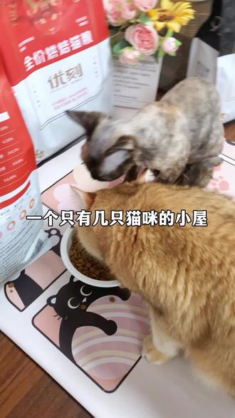 猫咪吃了不掉毛,发腮变壮的秘密武器! 猫咪营养不良、不长体重?这款全价膨化粮帮你解决!#猫粮推荐#猫粮#新手养猫#科学养宠攻略#毛孩子专属年夜饭