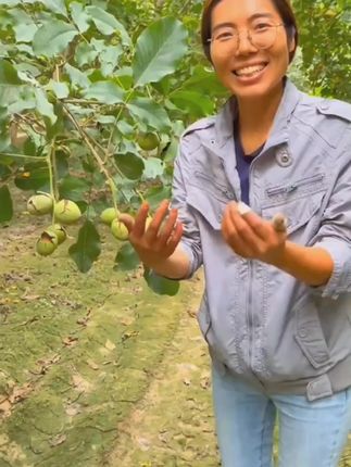 鲜核桃啊你千万别买贵了,我们才是真正的源头果园#新鲜核桃#湿核桃!!!