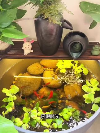 #古法养鱼 #生态缸 #强烈推荐 #日常分享