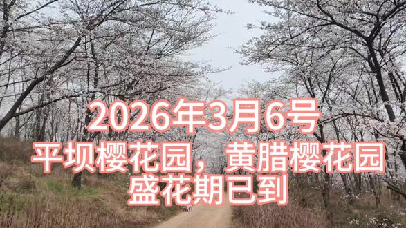 平坝樱花园,黄腊樱花园,已到最佳观赏期#原创视频 #贵州美好推荐官 #平坝樱花 #平坝万亩樱花园 #黄腊樱花