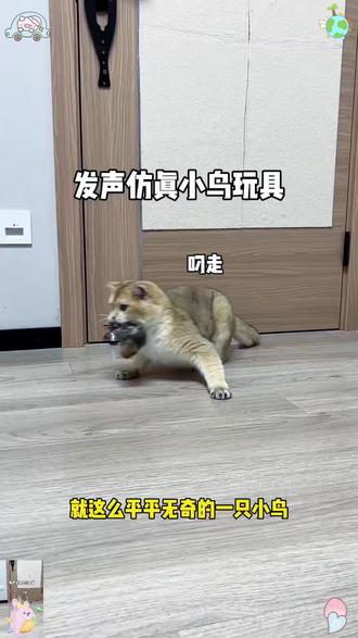 猫玩宠物具仿真小鸟发声麻雀猫咪逗猫弹力绳解闷幼猫悬挂自嗨神器
#萌宠好物 #新手养猫 #逗猫神器 #猫玩具 #挂门玩具
