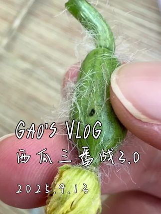 西瓜三番战3.0!有感而发…他们太不容易了 #种西瓜 #阳台种植 #盆栽西瓜 #西瓜 #嫁接西瓜苗