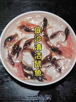 如果你的鱼缸铺了底沙,你懒得清理的,那么你可可以养几只这个#鼠鱼 一进缸就开始清洁底沙的垃圾,翻砂能力特别强,清洁垃圾好帮手#养鱼日记 #观赏鱼 #清洁鱼