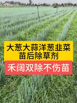 大葱大蒜除草剂,安全除草不伤苗 ,三元复配、高含量#大葱除草剂 #大蒜除草剂 #洋葱除草剂 #大葱种植#除草剂配方