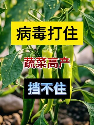 病毒打住,蔬菜高产,挡不住#农业种植 #三农 #三农知识分享