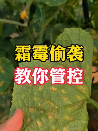#黄瓜霜霉病 #黄瓜种植与管理 #农业种植 #黄瓜病害防治 #三农 ,霜霉偷袭,教你管控!
