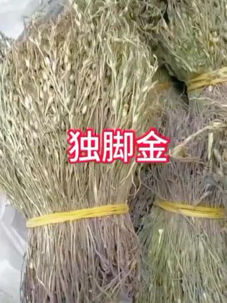 #创作灵感 #独脚金 独脚金蒸水煮水煲汤#好物推荐🔥 #自用好物分享 #优质农产品 @DOU+上热门