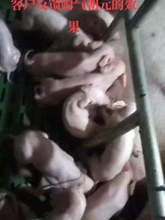张姐养殖分享:养好母猪跟着张姐方法做,一对一为你全程服务,养猪没烦恼!姆气朝元真的好!
