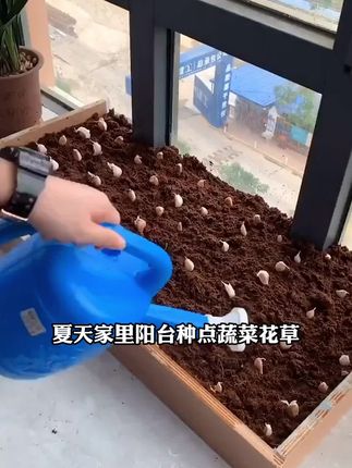 阳台种菜党看过来!椰砖土保水保肥不板结,能反复用,肥力持久,让蔬菜根系茁壮,轻松实现蔬菜自由 。,#椰砖#种菜 #阳台种菜 #家庭种菜