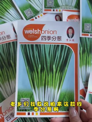 家里有空地空花盆的,推荐你也种上一些#分葱