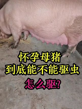 怀孕母猪怎么驱虫#猪驱虫 #怀孕母猪怎么驱虫 #养猪人