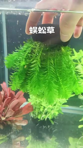 鱼缸必备蜈蚣草,新手闭眼入!扔水里就活,不用泥、不用CO₂,长势飞快,很快爆缸成一片翠绿。强力吸氨氮、净化水质,增氧护缸,还能给小鱼当躲避屋。耐造好养,耐寒耐热,造景清新自然,懒人养鱼首选,轻松打造清爽水世界。#生态养鱼造景 #鱼缸造景 #水草缸 #打造治愈系生态缸 #水草绿植 @抖加🔥上热门🔥dou+🔥热点宝