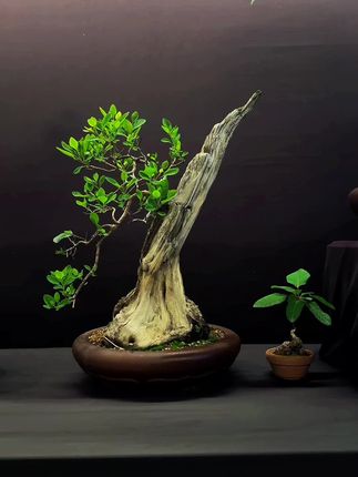 瘦石伴孤枝…
