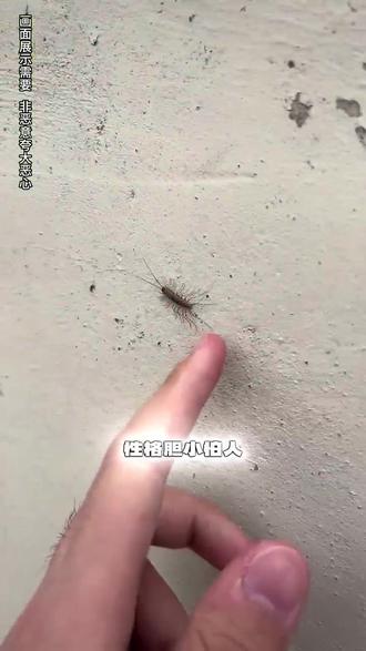 谁家里卫生间、墙角老是爬这种多脚虫?很多人都分不清蚰蜒和蜈蚣,认错了还不敢打,今天一次性给大家讲清楚;蚰蜒就是咱们常说的钱串子,个头偏小、体色偏灰黄,腿又细又长、长得密密麻麻特别纤细,跑得飞快,墙上天花板都能随便爬,性格胆小基本不主动咬人,毒性还很弱,甚至还会吃蟑螂和小飞虫,而蜈蚣就是百足虫,体型又长又粗、颜色发黑发红,腿短又粗,爬行慢悠悠看着就让人害怕,而且毒性很强,被咬之后又肿又痛,严重还会头晕不适,一定要远离。#蚰蜒#蜈蚣#蚰蜒对人有危险吗 #蚰蜒有毒吗 #驱虫的重要性