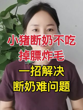 小猪断奶不吃料#科学养猪#自繁自养母猪#所有养猪人#养猪