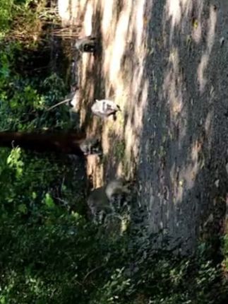 玫瑰泡泡洁厕剂