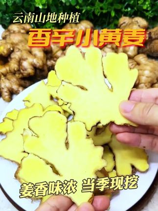 只要你煮饭用过云南小黄姜之后,你就会一直回购! 高山种植,长得很紧实的姜,味道又浓,会比你在超市买的那种大块姜好!#小黄姜