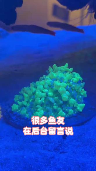 应鱼友要求!海缸藻类完整版来了,图文对照一眼识别 多鱼友在后台留言说:上次海缸藻类的视频干货是干货,但没有图片还是分不清哪个是哪个,要求我重新做一个带图的完整版。
今天应大家要求,直接安排——图文+表格全配齐,一类一类给你们对照着讲,新手也能一眼识别,再也不怕乱清藻!#海缸 #海缸日记 #海藻 #海缸记录 #海缸新手