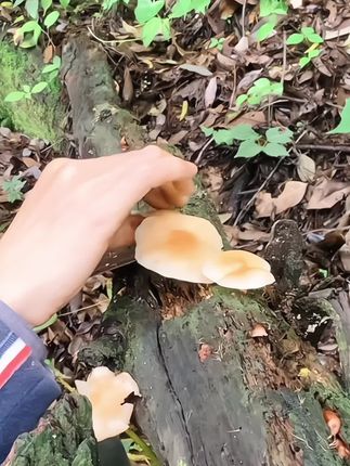 云南哀牢山,那是野生香蕈的天然乐园,也是美食爱好者的向往之地!这里的野生香蕈,是大自然给予我们的珍贵礼物。#野生菌 #菌子的季节 #大自然的馈赠 #纯野生