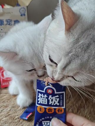 #可爱萌宠 #猫咪湿粮 #关谷庄主食猫饭 #新手养猫 #猫饭